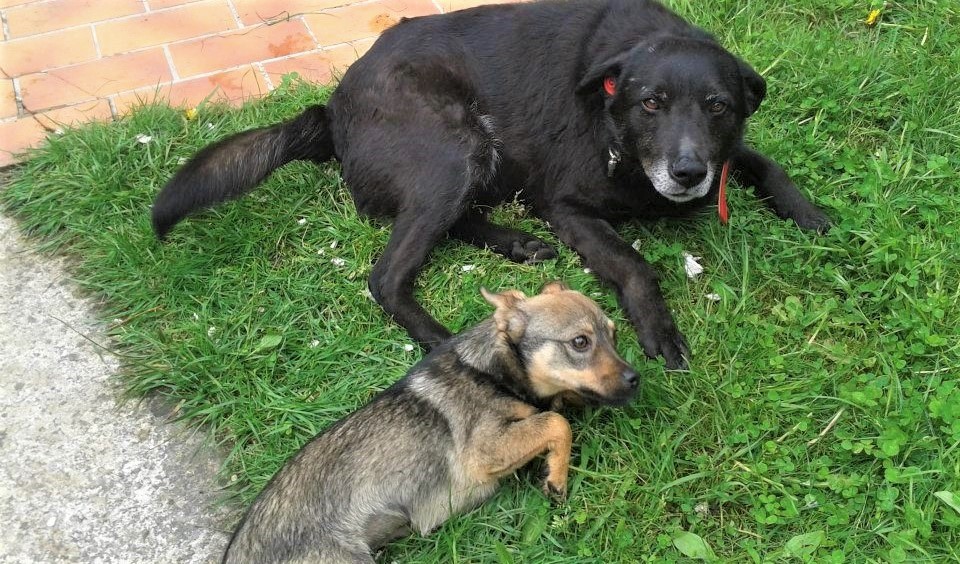 Arrivée et adoption de Baloo et Winnie le 4 mai 2012