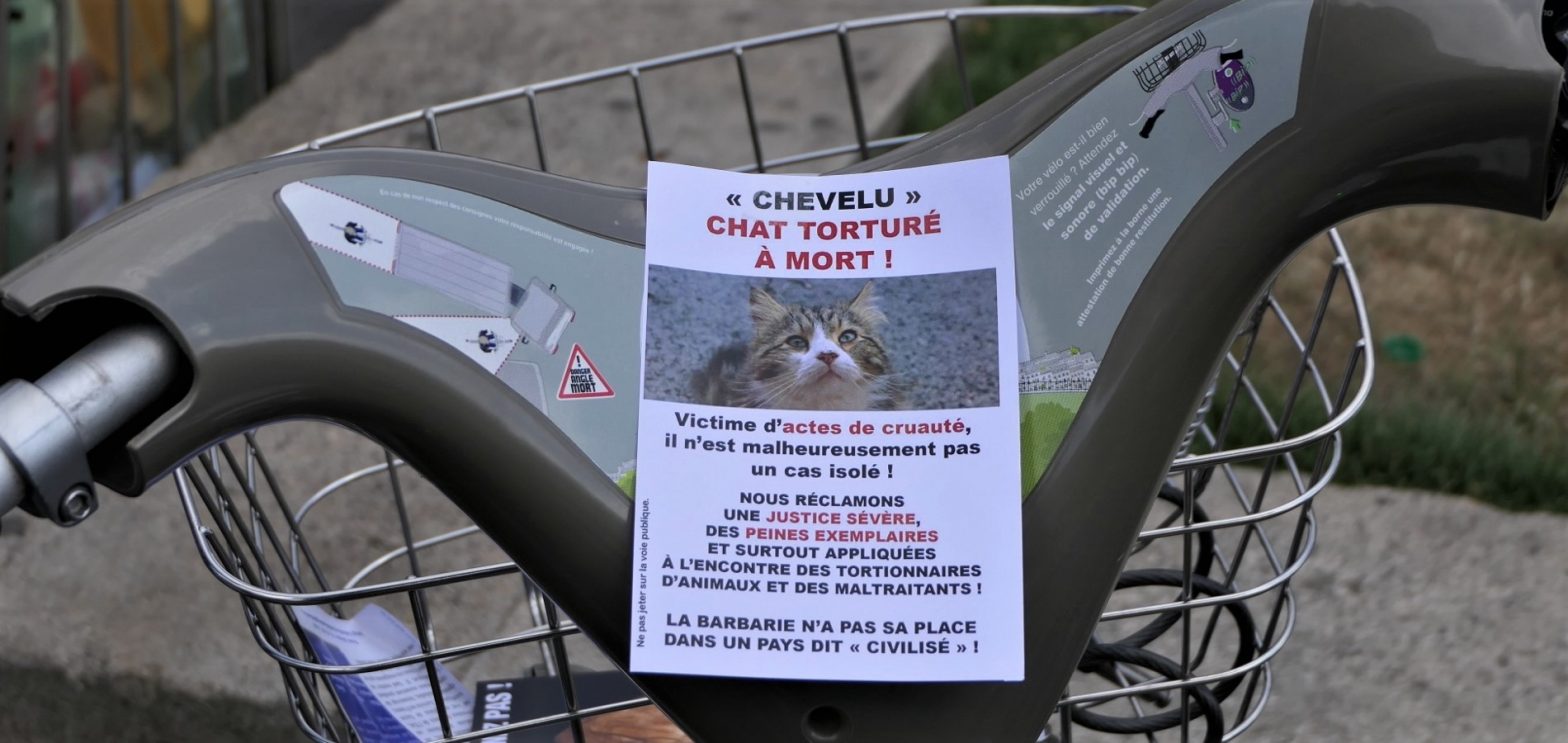 Justice pour Chevelu le chat martyr !
