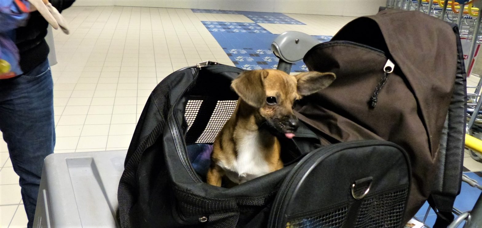 L'arrivée de Betty à l'aéroport de Roissy CDG_février 2013