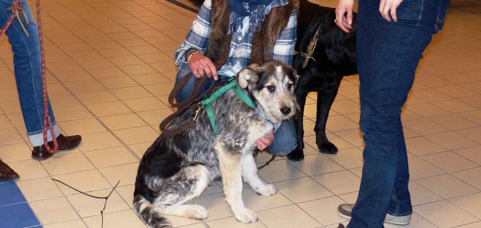 L'arrivée de Sparky à l'aéroport de Roissy CDG_mars 2013