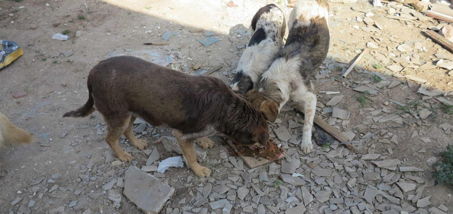 Un sauvetage de chiens dans les Carpates